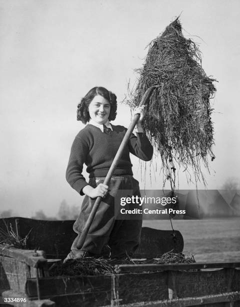 Jocelyn Elliott of the Women's Land Army holds up some some silage she is feeding to young cattle.