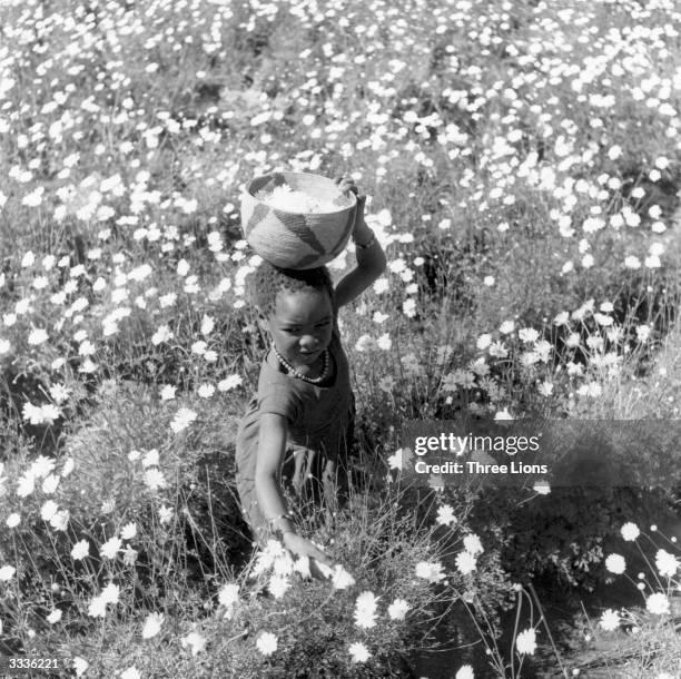 Young girl picks Pyrethrum flowers, which are used as insecticide, at a farm in Tanzania.