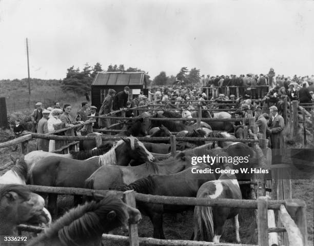 The saleyard at Beaulieu Road, New Forest, Hampshire, where 400 New Forest ponies and horses are being sold by auction.