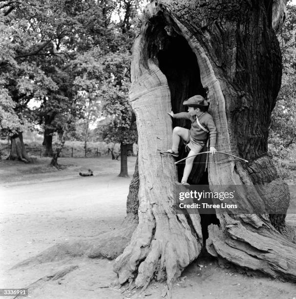 Young boy dressed as Robin Hood climbing into the hollow on oak tree in Sherwood Forest.