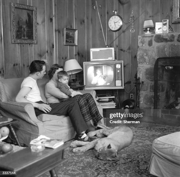 Kiba, a South American puma sleeping in the front room of her master's home, while the family watches television.