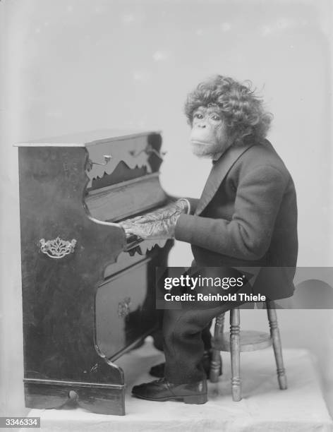 Esau the ape at the piano.