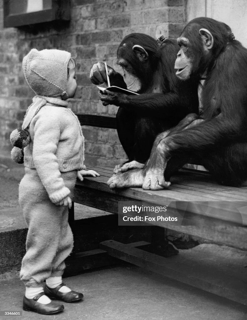 Human Tiddler A human toddler with two chimpanzees. News Photo - Getty Images