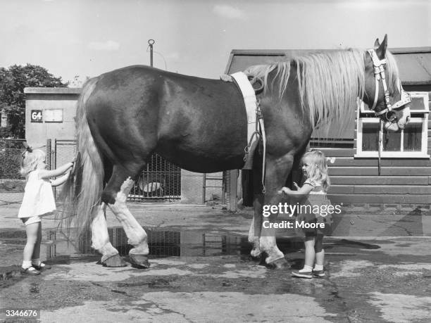 Two year old Lynne Thompson and Kim Graye grooming Goldie the shire horse at Chessington Zoo.