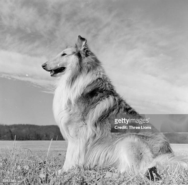 Rough coated collie dog sitting proudly in a field.