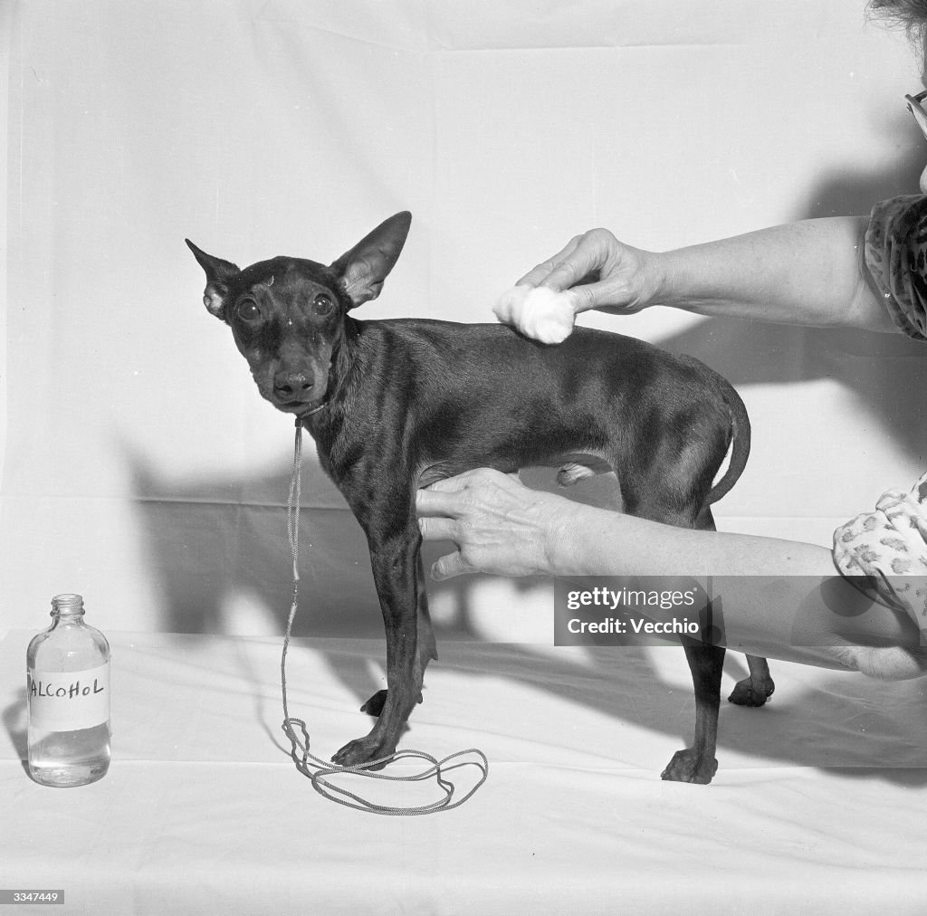 Dog Rubbing
