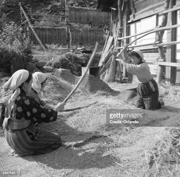 Rice being threshed using bamboo sticks in a rural Japanese village.