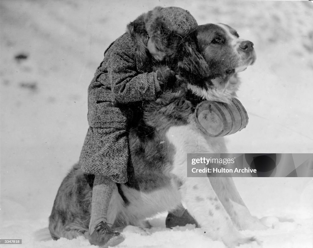 A small child hugging a large St Bernard dog in the News