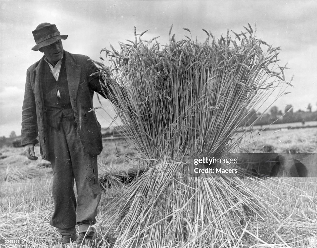 Tied Sheaves Of Straw