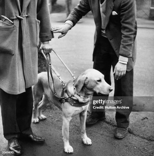 Controlable Guide Dog 836 Guide Dog Training Stock Photos, High-Res Pictures, and Images ...