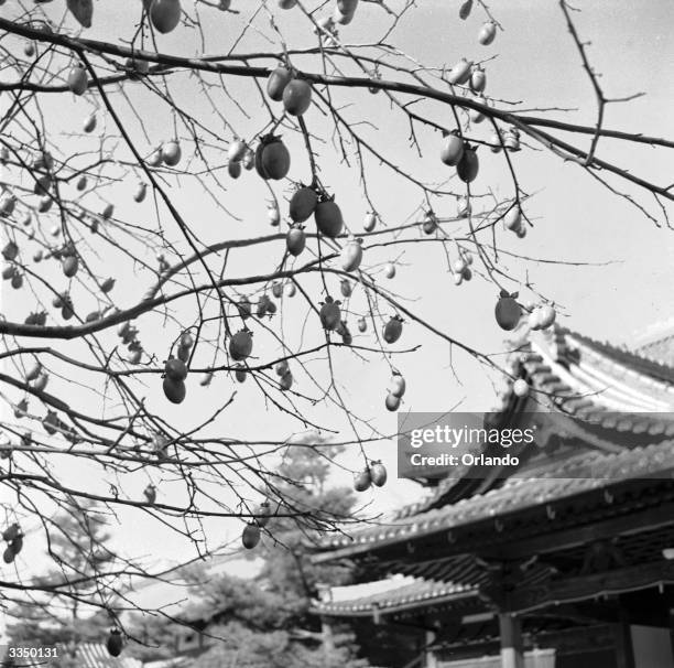 The fruits of a persimmon tree outside a Japanese temple.