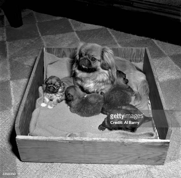 Pekinese dog with her new-born puppies.