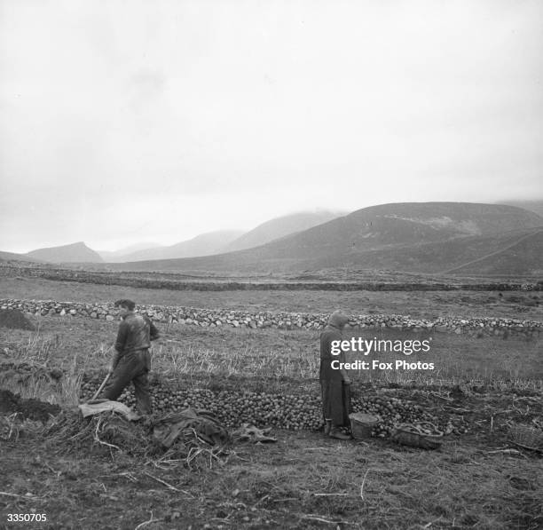 Farmer and his wife putting their crop of potatoes into clamps in the shadow of the Mourne mountains in County Down.