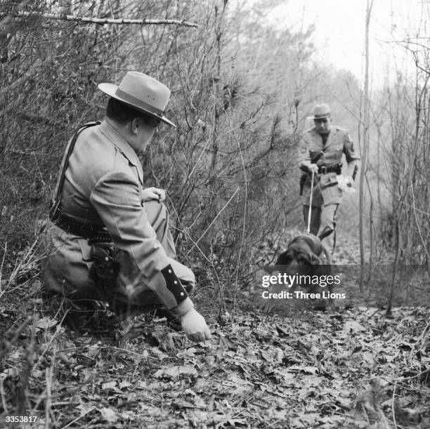 Police bloodhound sniffs out a New York State Trooper as part of its training. Bloodhounds are used only as tracking dogs and are possessed of a very...