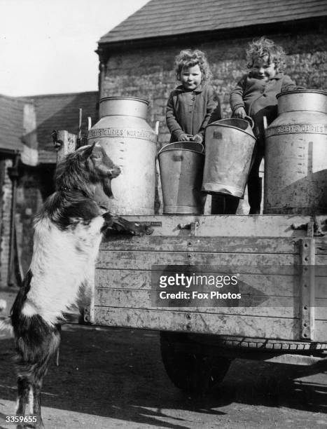 The pet goat of Rita and Jennifer Parrish jumps up to give the twins some help with the milk churns at Novelty Farm in Northamptonshire.
