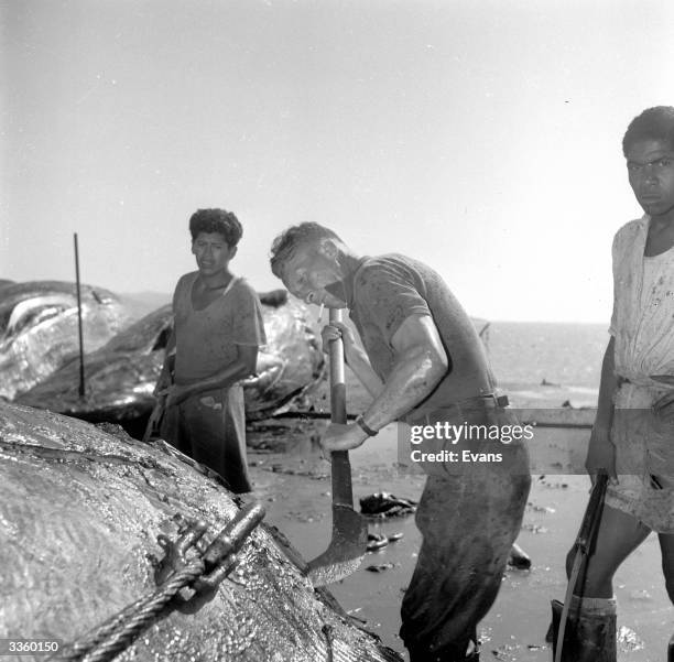 Flensing Flensing Photos and Premium High Res Pictures - Getty Images