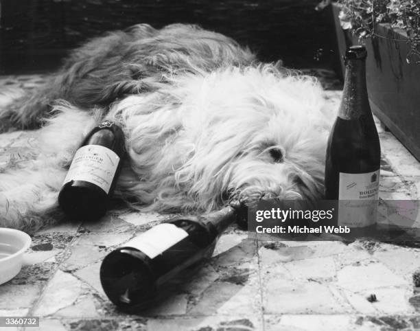 Dash, the famous old English sheep dog who has starred in the Dulux paint commercials for 12 years at the reception held in honour of his retirement....
