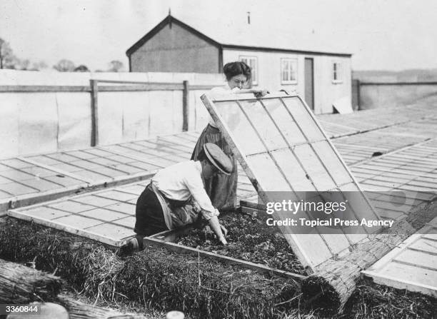 Two women gathering lettuce from a cloche on an English vegetable farm running a French cultivation system.