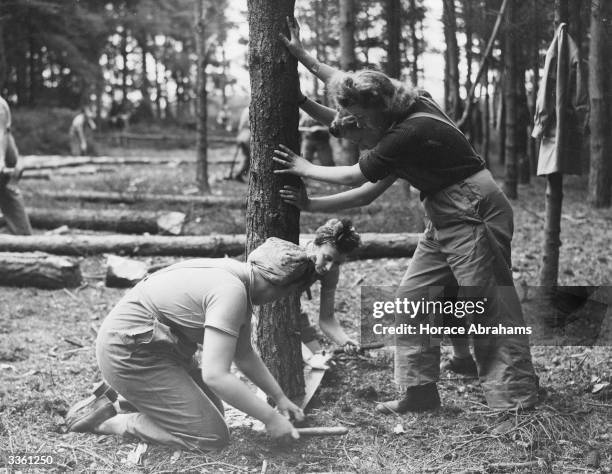 Landgirls of the Timber Corps fell a tree in a forest near Bury St Edmunds. The wood from the trees that they cut down will go to make much needed...