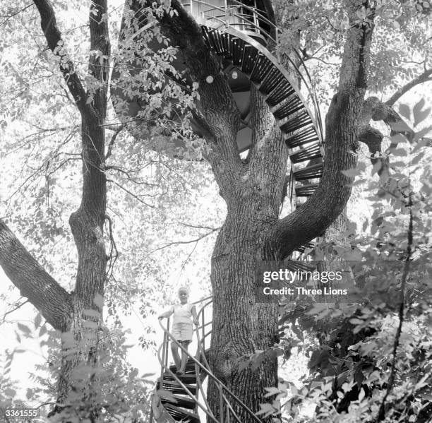 Children using the spiral staircase which winds down from a tree house built in a 200 year old elm in Lexington, Kentucky, USA. The structure is a...