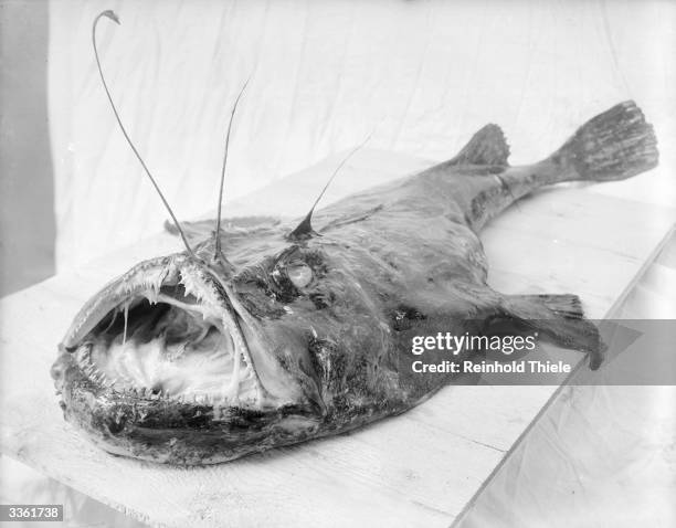 Specimen of an Anglerfish, a common name for any of about 265 related saltwater fishes that have appendages resembling fishing rods or lures with...