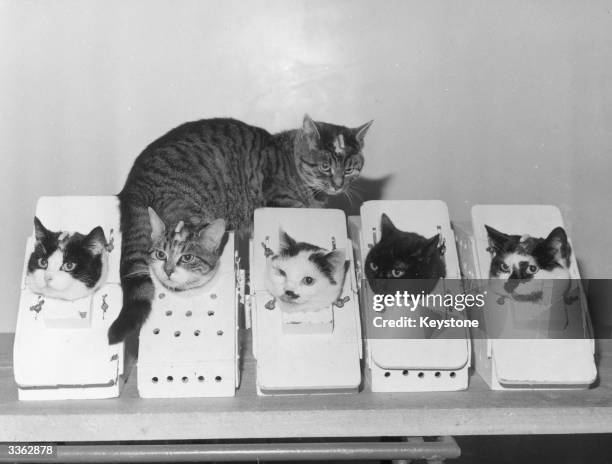 At the Space Research Laboratories in Boulevard Victor, Paris French cats are kept in boxes in order to train them in remaining still for long...