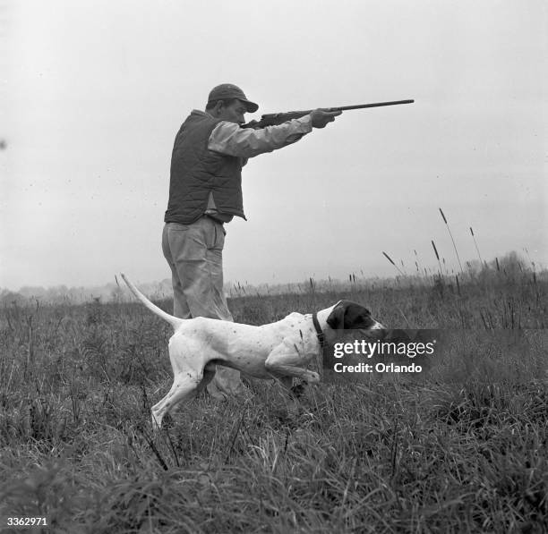 Trained pointer dog indicates the direction of the quarry with its nose, while its master prepares to fire.