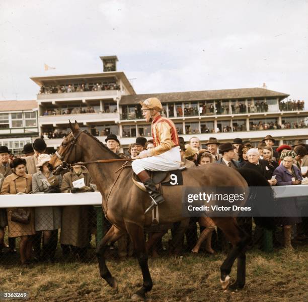 Irish jockey Pat Taaffe on French Tan at the Cheltenham Gold Cup.