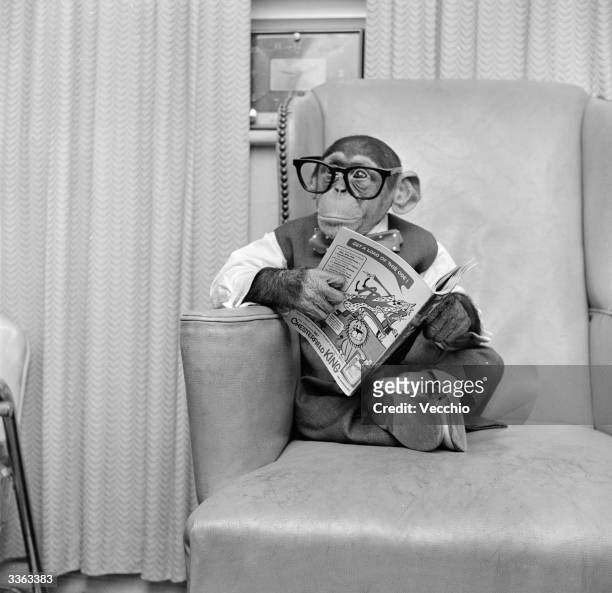 Young chimpanzee Kokomo Jnr sits in a chair wearing glasses and holding a comic book at his owner's apartment in New York City.