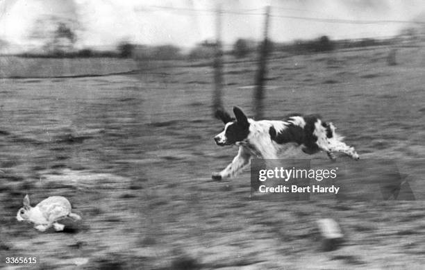 104 Fishing Rabbit Stock Photos, High-Res Pictures, and Images - Getty ...