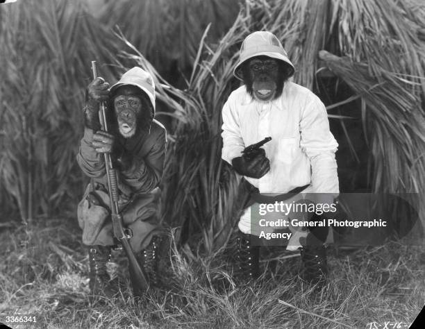 Two 'Tiffany Talking Chimps' dressed as big game hunters in the film 'Africa Squawks' directed by Connie Rasinski.