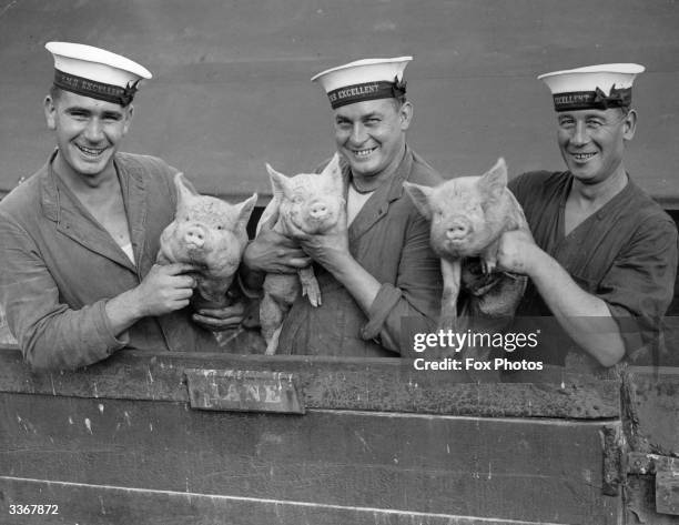 Three Royal Navy sailors from H M S Excellent holding a pig at Whale Island, Portsmouth.