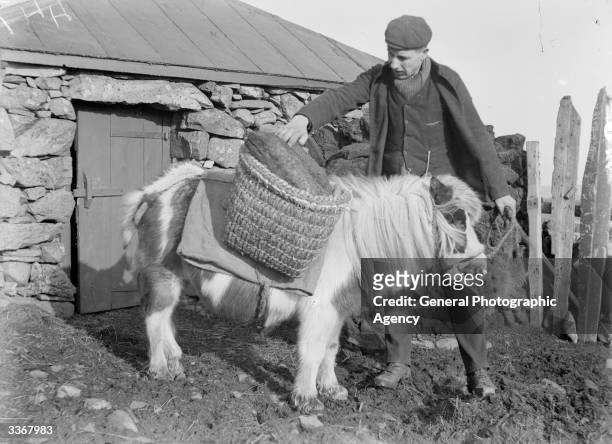 Shetland Pony carrying logs in woven paniers. The Shetland is the smallest pony native to Great Britain and may have travelled from Scandinavian ice...
