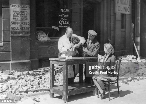 Veterinary surgeon attending to a canine patient in the street after bomb damage forced him to close his premises.