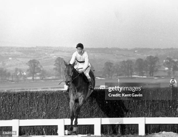 The Irish champion steeplechaser, 'Arkle', takes the final fence to win the Gold Cup at Cheltenham.
