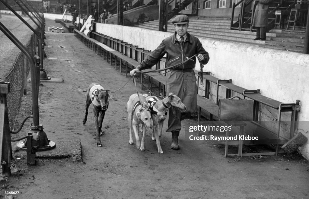 Stainforth Dog Racing Racing greyhounds at Stamford Bridge Stadium, London, before their ...