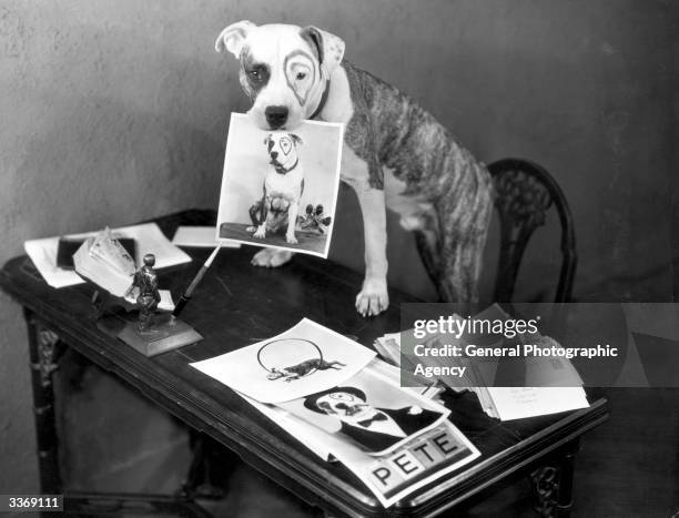 Pete the Pup known all over the world through his film work in Hollywood comedies, especially the 'Our Gang' series. At the height of his career Pete...