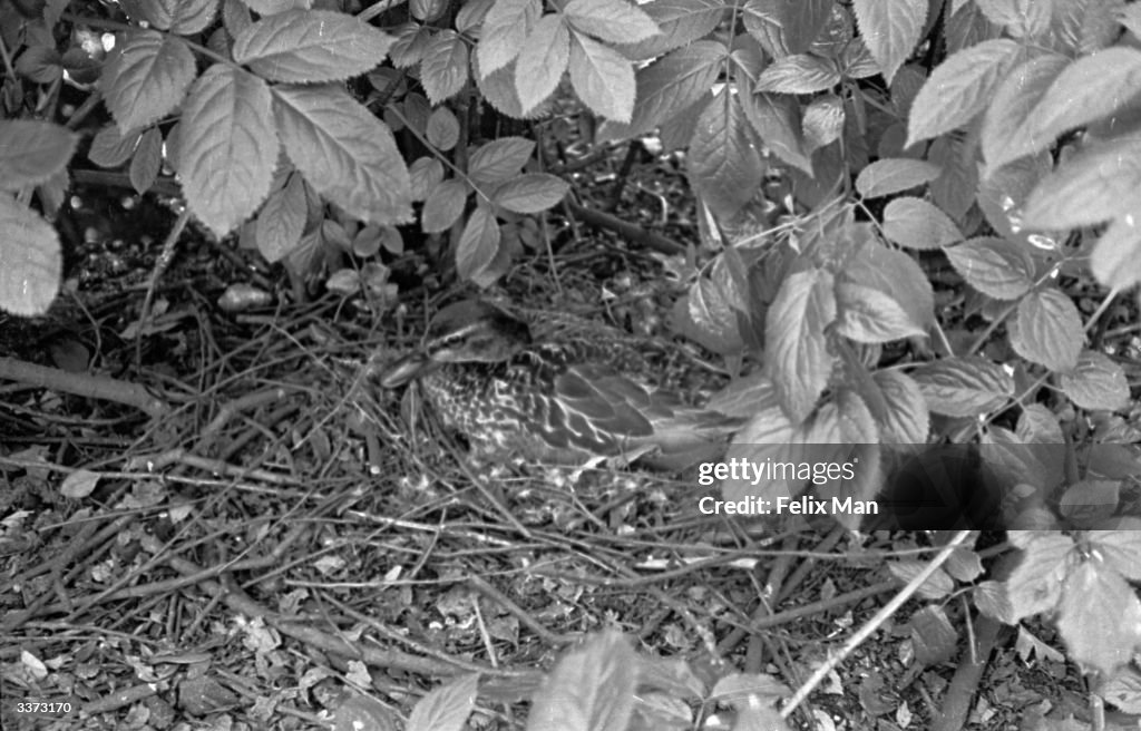 Nesting Mallard