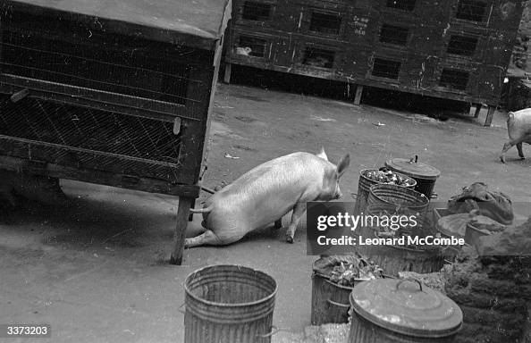 Pig Explodes A pig approaching a collection of swill buckets on the bomb damaged ...