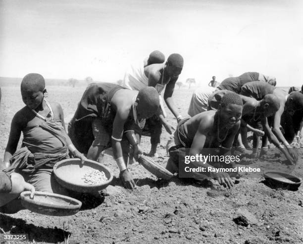 Groundnuts are gleaned from the land in the Kongwa region of Tanganyika. The combine harvesters have proved so inefficient with the groundnut crop...