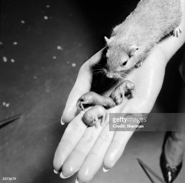 Close-up of a gerbil and its tiny litter of babies held in the palm of a hand. These animals are currently undergoing testing with a drug developed...