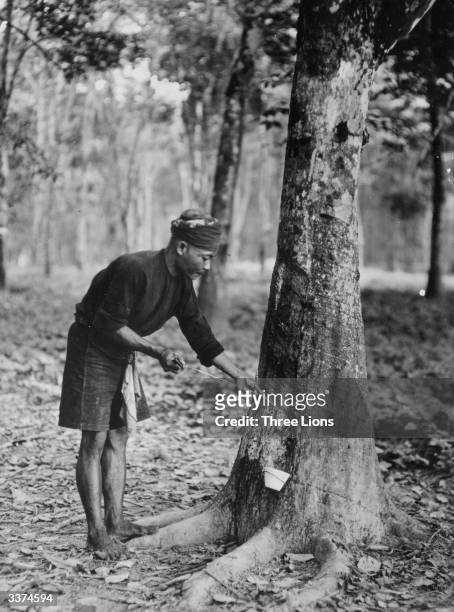 Man collecting sap from a latex-producing tree in Indonesia.
