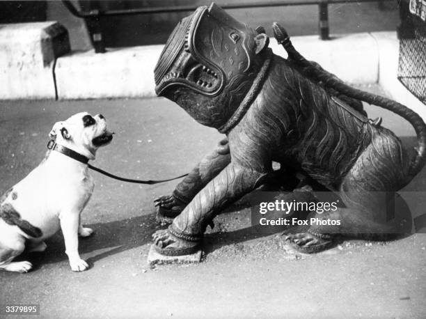 Bulldog encountering a Chinese cannon in the shape of a dog at the Tower of London Embankment.