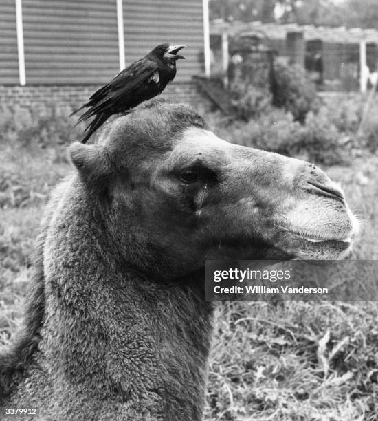 Rook resting on a camel's head in an enclosure at Chessington Zoo, Surrey.