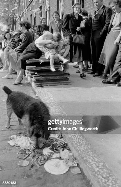 Dog begins to dispose of the litter left after a party in Morpeth Street in London's East End, to celebrate the coronation of Queen Elizabeth II....