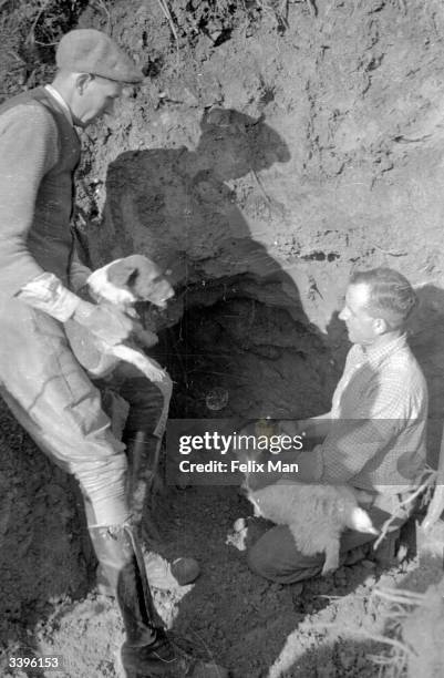 Two men replace an exhausted Jack Russell from a badger sett with a fresh dog while digging for badgers in the Gloucestershire countryside. Original...