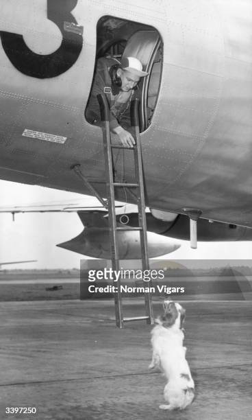 Staff Sergeant Murphy of Riverside, California, has a hard time resisting the pleas of Flaps, the squadron mascot dog of the US Air Force base at...