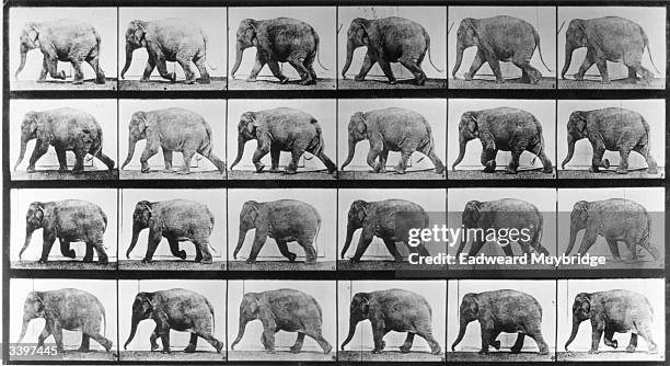 Mahomet the elephant at the canter. Original Publication: From 'Animal Locomotion', volume 11 - pub. 1887.