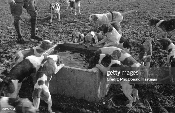 Beagle Pack Photos and Premium High Res Pictures - Getty Images