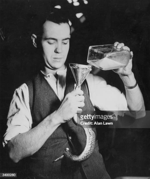 Zoo assistant feeding a baby Madagascar Boa Constrictor through a funnel at London Zoo.